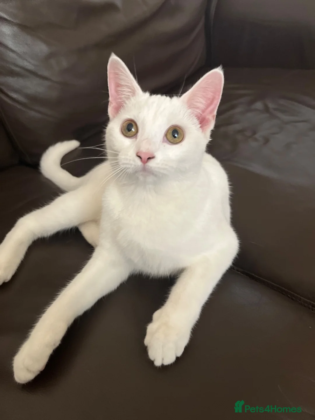 Turkish Angora cats for sale: Kittens for sale  - Advert 1