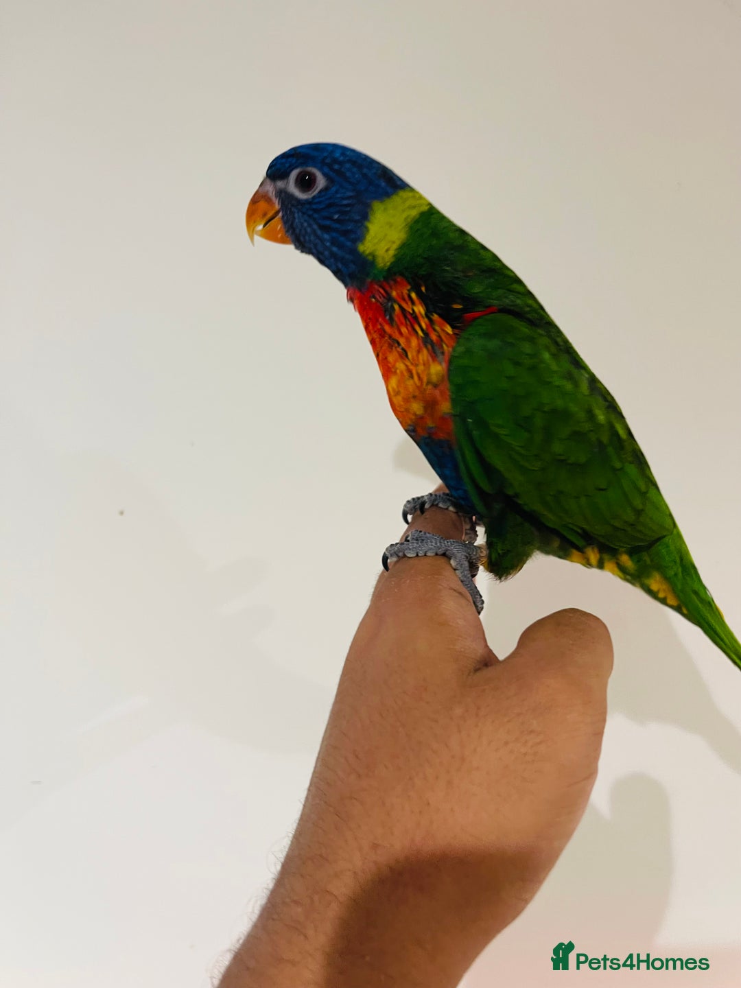 Mixed Breed birds for sale: Various birds for sale - Image 2