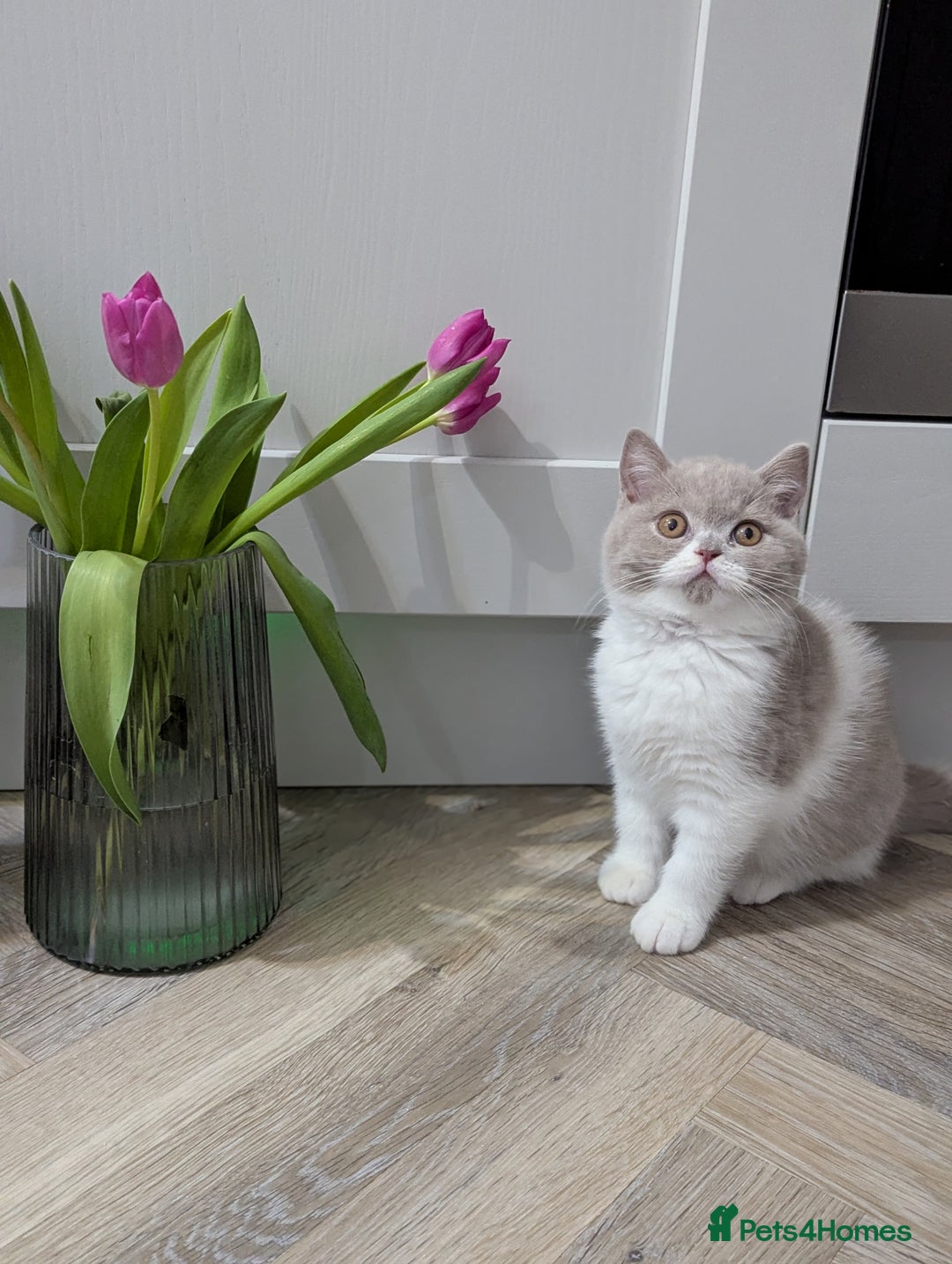 British Shorthair cats for stud: Champion British shorthair  in Derby - Image 8