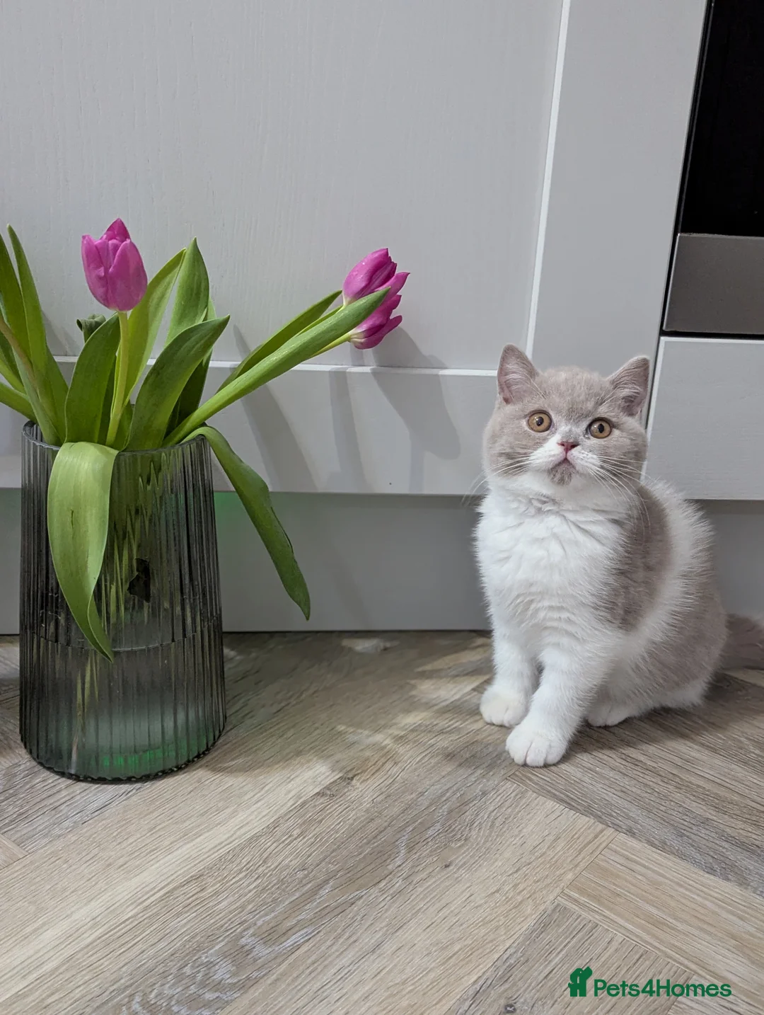 British Shorthair cats for stud: TICA/GCCF British shorthair gccf Champion in Derby - Advert 8