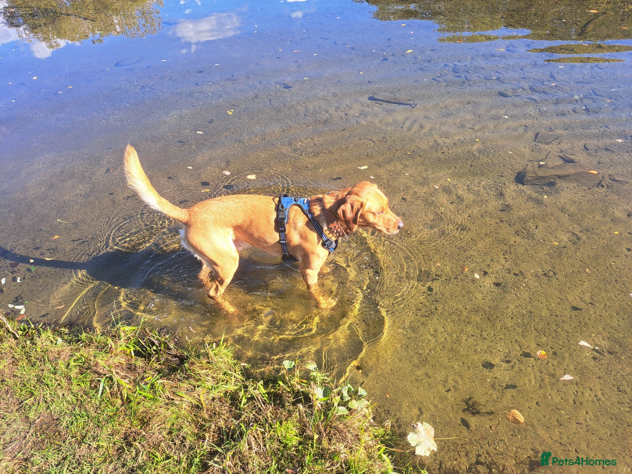 Labrador Retriever dogs for stud: STUD ONLY - Proven Fox Red Labrador  - Advert 11