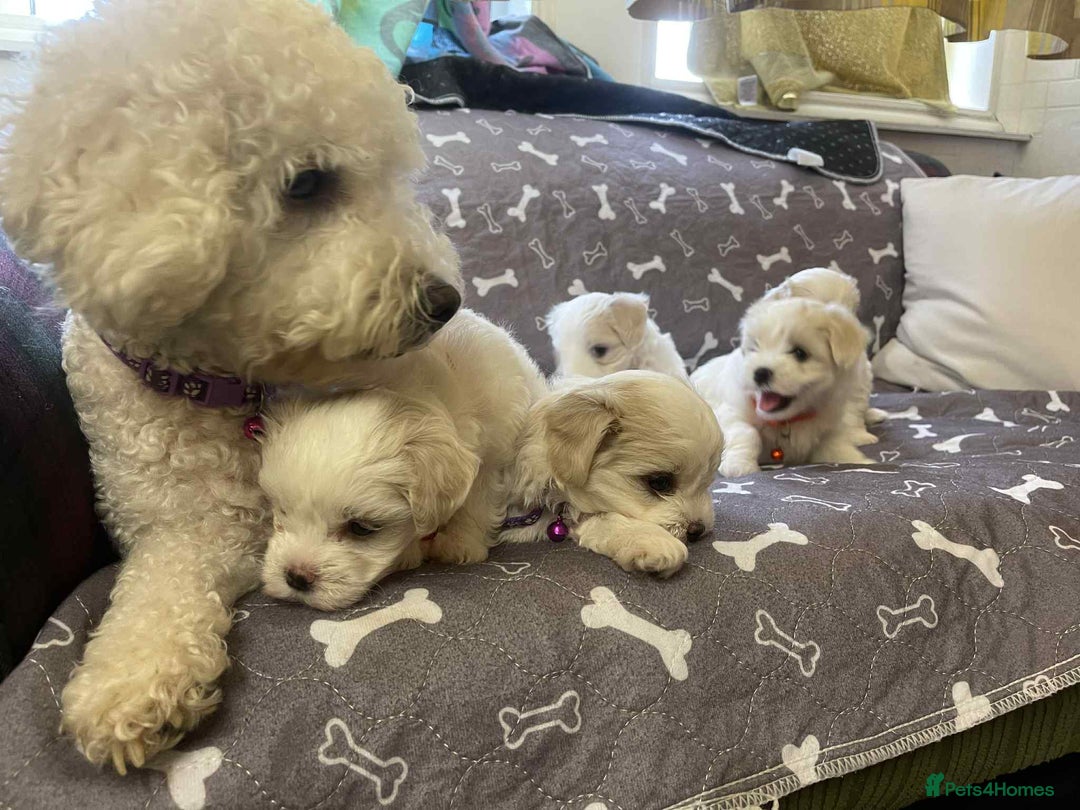 Bichon Frise dogs for sale: Bichon Frise  - Image 16