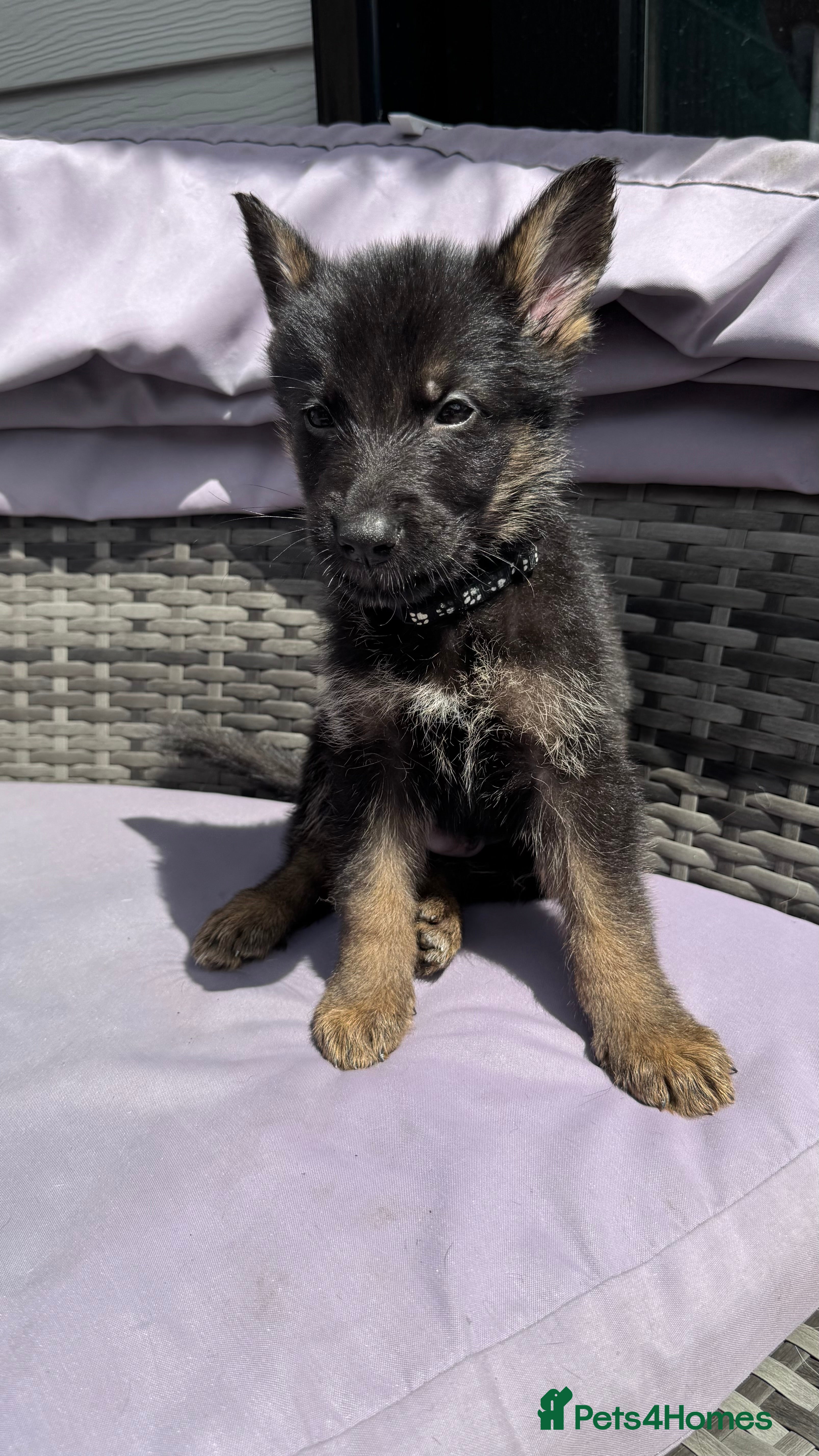 German Shepherd dogs 10 beautiful German shepherd puppies - Advert 2