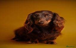 Miniature Dachshund dogs for sale: KC REG long hair miniature dachshund  - Image 14