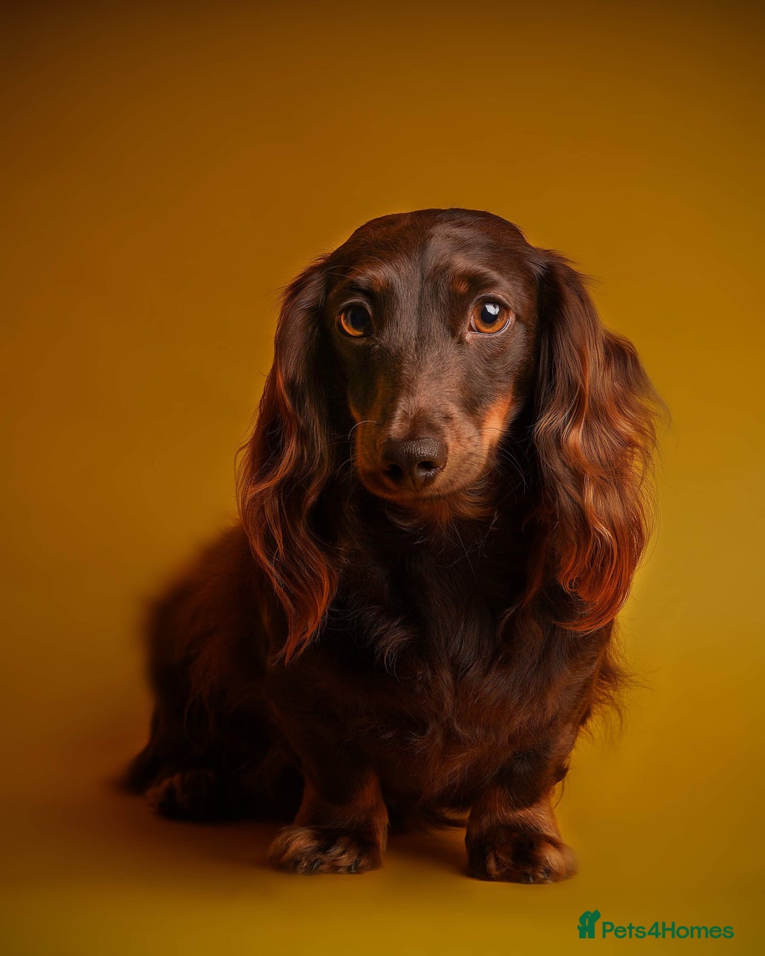 Miniature Dachshund dogs for sale: KC REG long hair miniature dachshund  - Image 14