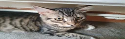 Mixed Breed cats for sale: Litter of 5 Kittens Mixed Breed in London - Advert 11