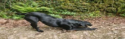 Labradoodle dogs for sale: Red and Black Puppies due 26th June in Ivybridge - Advert 1