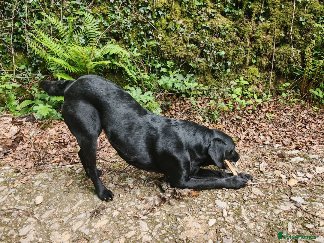 Labradoodle dogs for sale: Red and Black Puppies due 26th June in Ivybridge - Advert 1