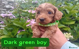 Goldendoodle dogs for sale: Stunning Miniature Goldendoodles - Image 8