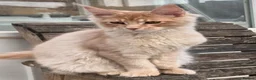 Maine Coon cats for sale: Reduced! XL quality TICA Maine Coon active possib  - Advert 7