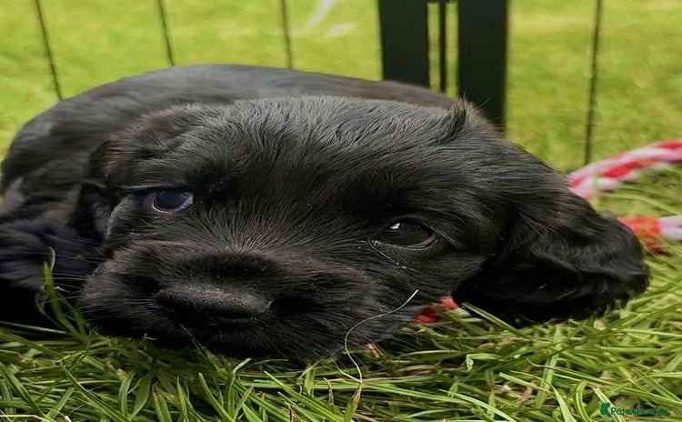 Cocker Spaniel dogs - Advert 1