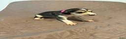 Saluki dogs for sale: Beautiful Saluki pups from champion lines - Advert 7