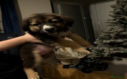 Mixed Breed dogs for sale: Bernese mountain dog X white swiss Shepard pups - Image 2