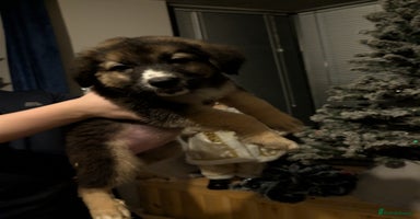 Mixed Breed dogs - Advert 14