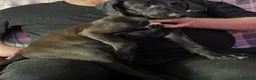 Mixed Breed dogs for sale: Whippet X Lurcher Puppies - Advert 6