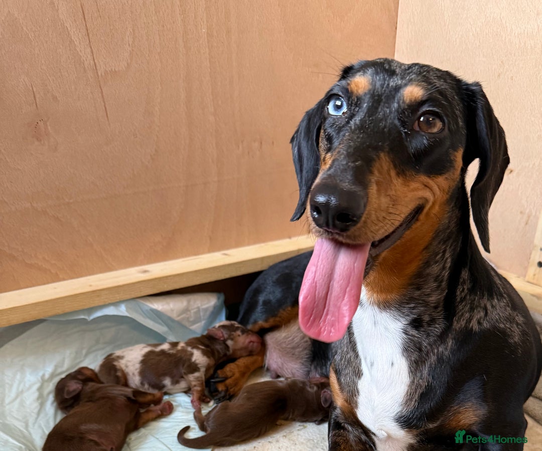 Dachshund dogs for sale: Miniature dachshund puppies  - Image 1
