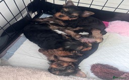 Yorkshire Terrier dogs for sale: Last girl ready🥰 Pedigree Yorkshire Terrier Puppy - Image 21