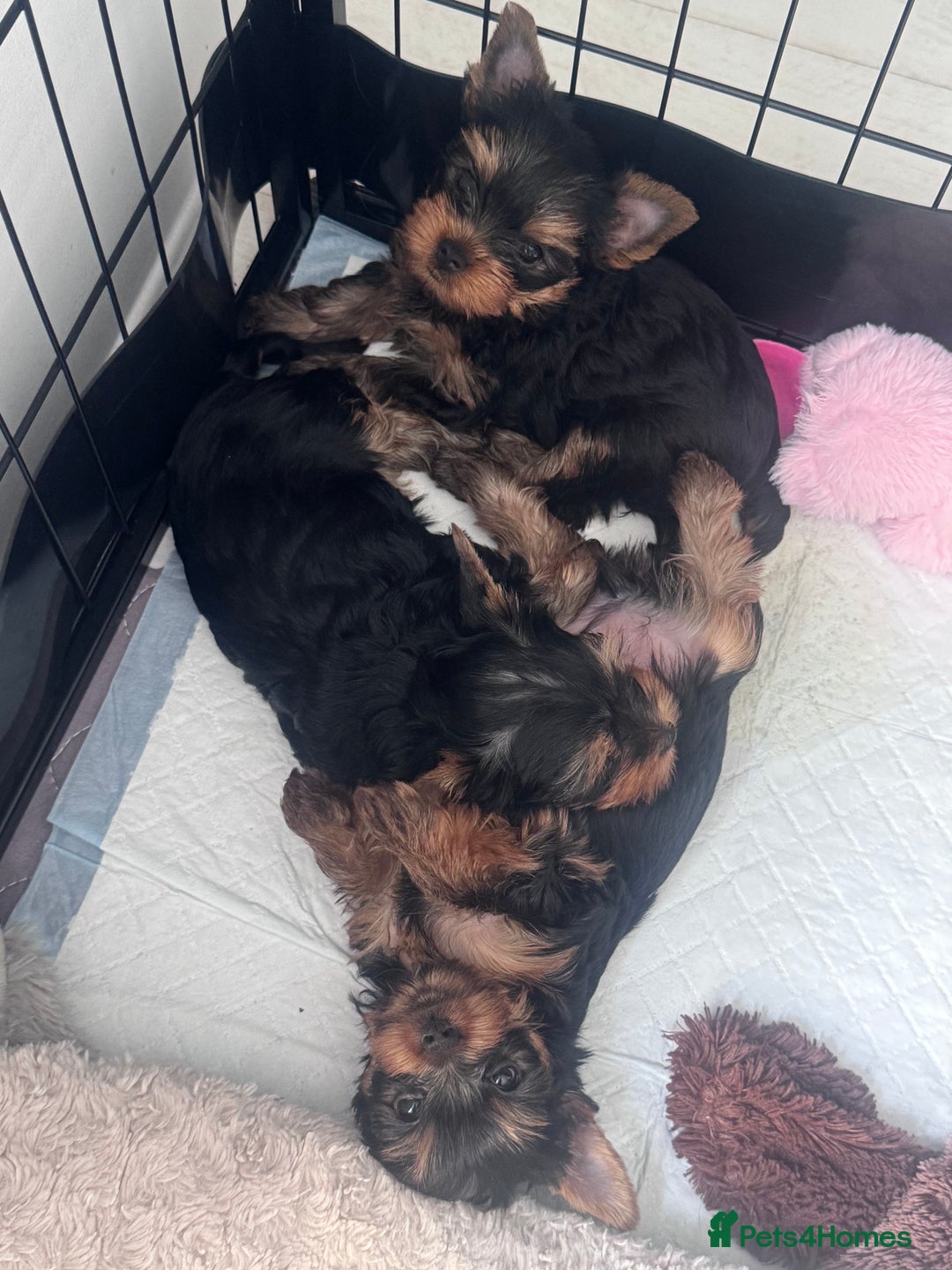 Yorkshire Terrier dogs for sale: Last girl ready🥰 Pedigree Yorkshire Terrier Puppy - Image 21