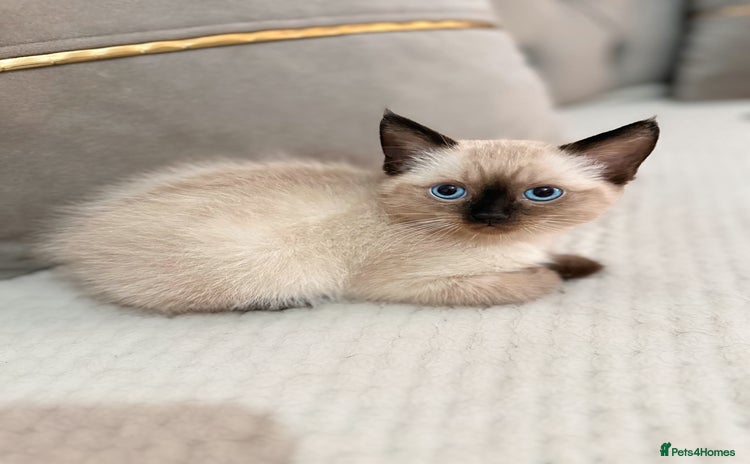 Ragdoll cats - Advert 9