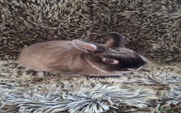 Netherland Dwarf rabbits for sale: Pure Netherland Dwarf Baby Bunnies - Image 8