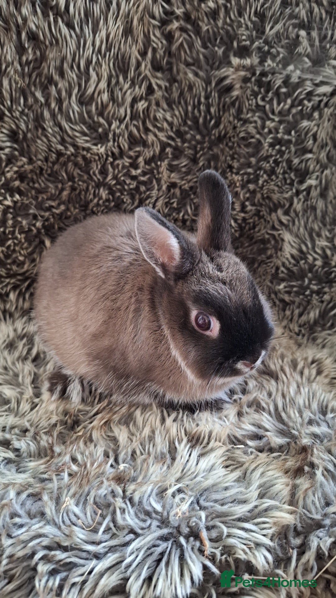 Netherland Dwarf rabbits for sale: Pure Netherland Dwarf Baby Bunnies - Image 8