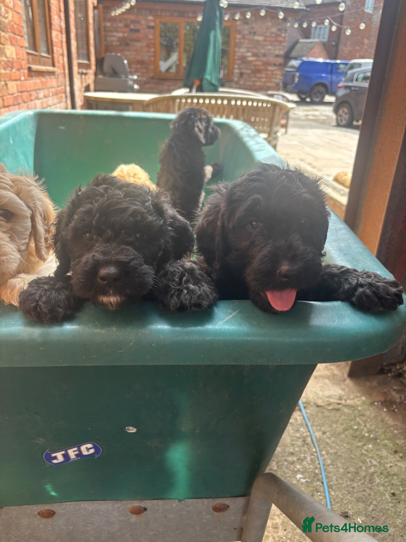 Goldendoodle dogs READY TO LEAVE Beautiful Goldendoodles - Advert 1