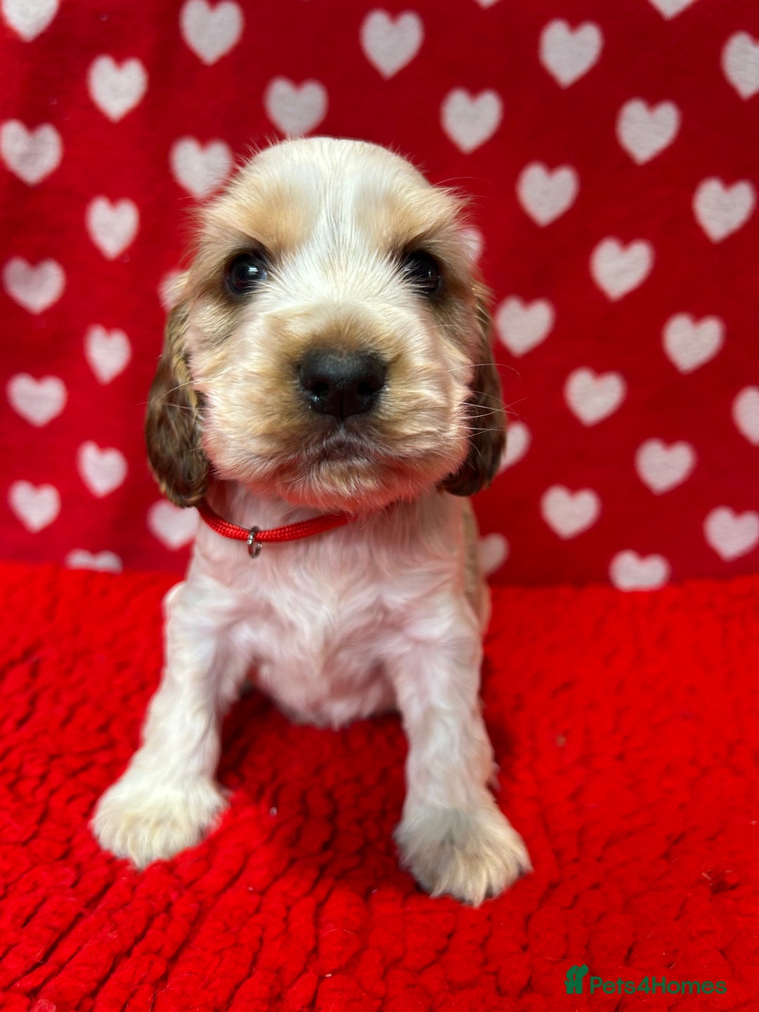 Cocker Spaniel dogs for sale: KC Registered show type cocker spaniel puppies.  - Advert 12