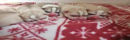 Siberian Husky dogs for sale: KC REG MIXED LITTER 5* BREEDER ON THIS SITE - Advert 4