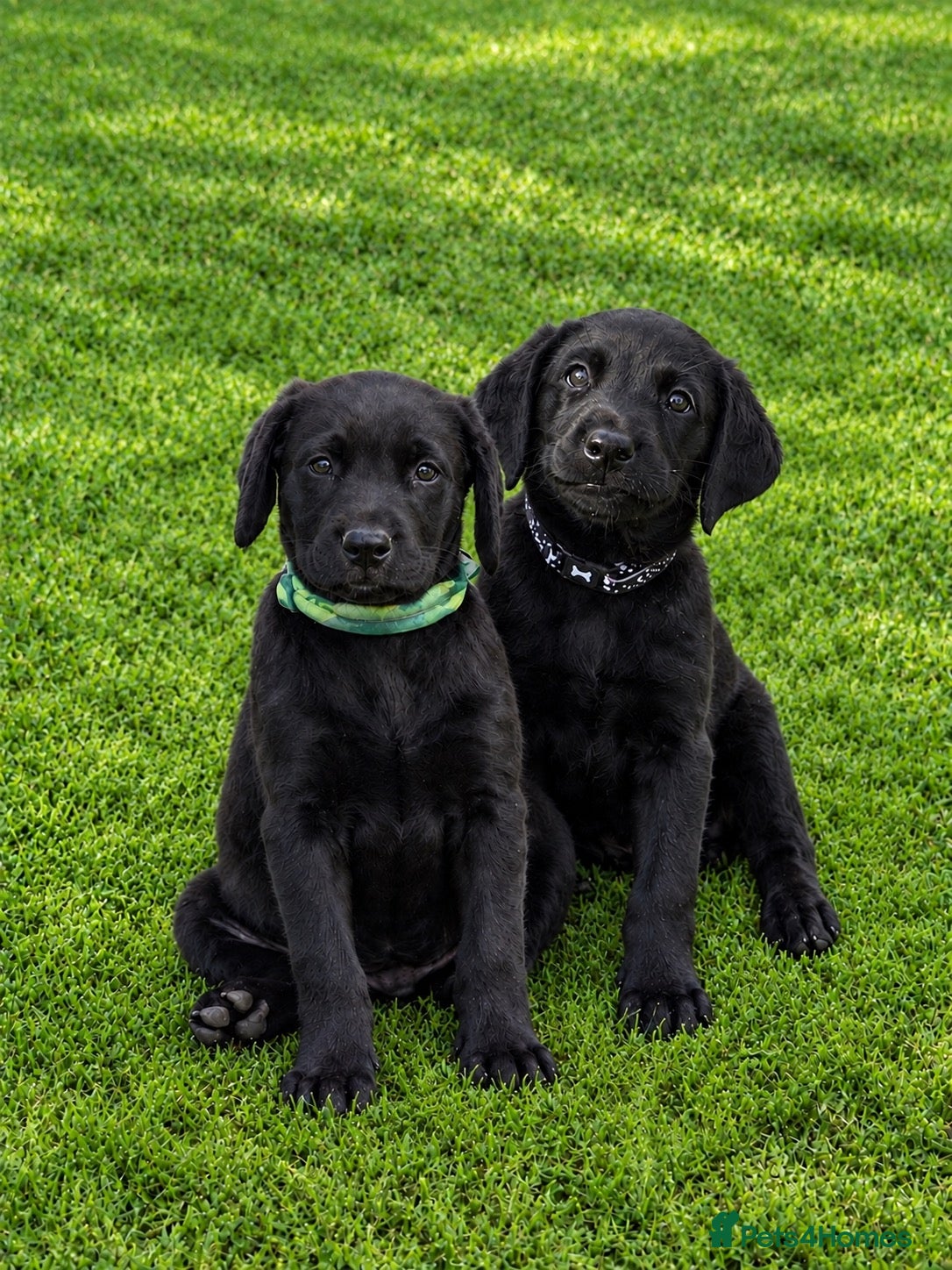 Labrador Retriever dogs Superb Working Labrador Puppies - Advert 1