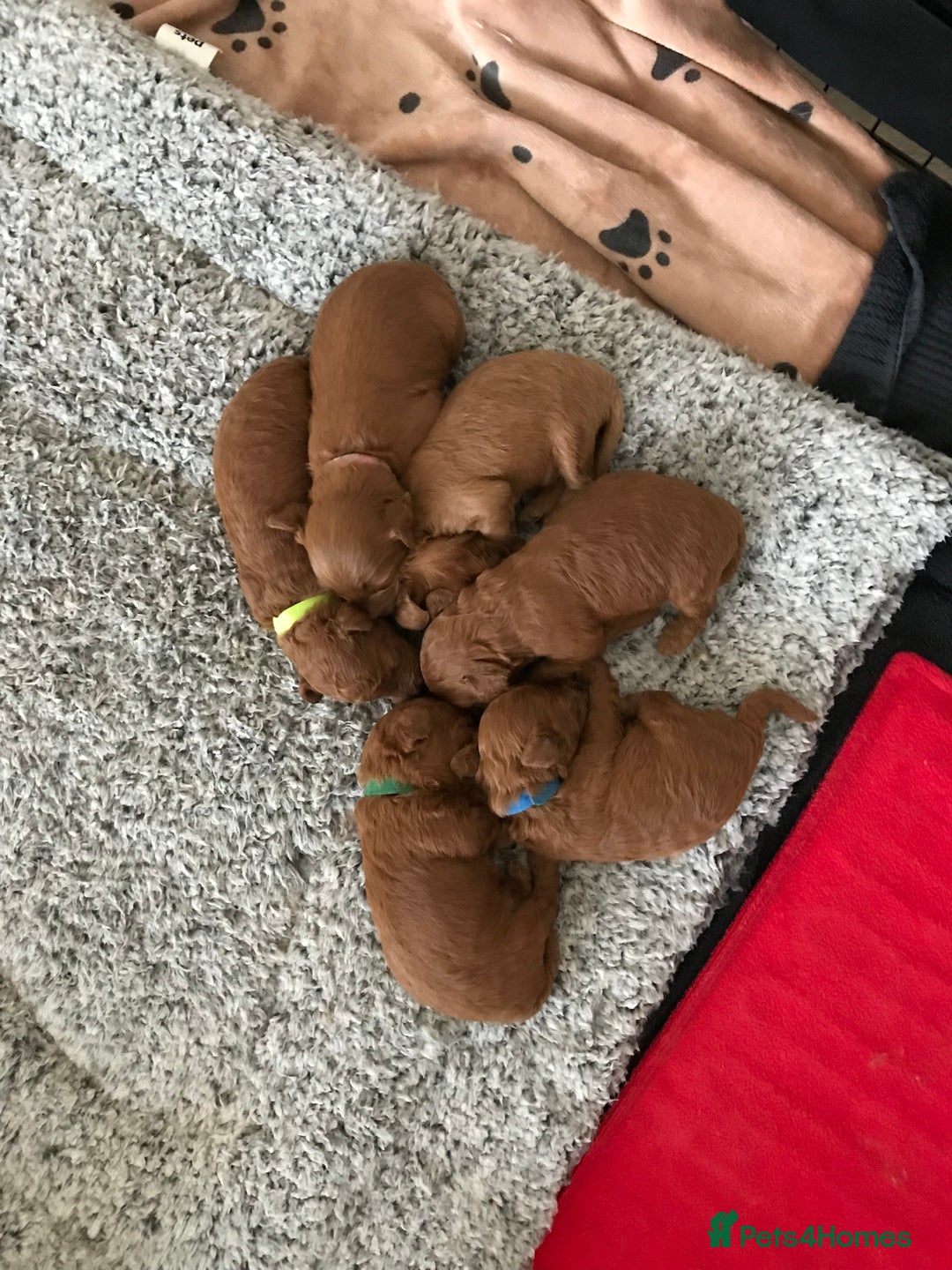 Labradoodle dogs for sale: F1bb fox red miniature labradoodle puppies  - Image 2