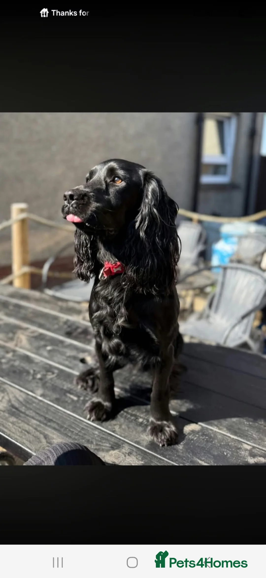 Cocker Spaniel dogs for sale: Cocker spaniel pups  - Advert 2