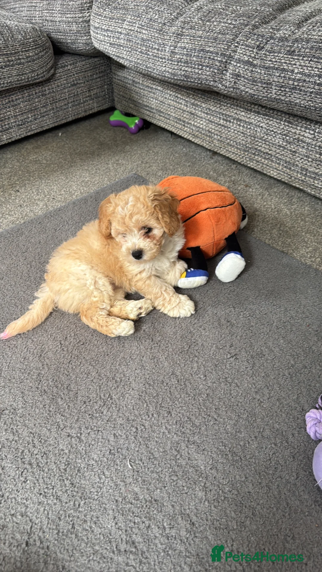Maltipoo dogs for sale: Adorable maltipoo puppies in Huddersfield - Advert 2