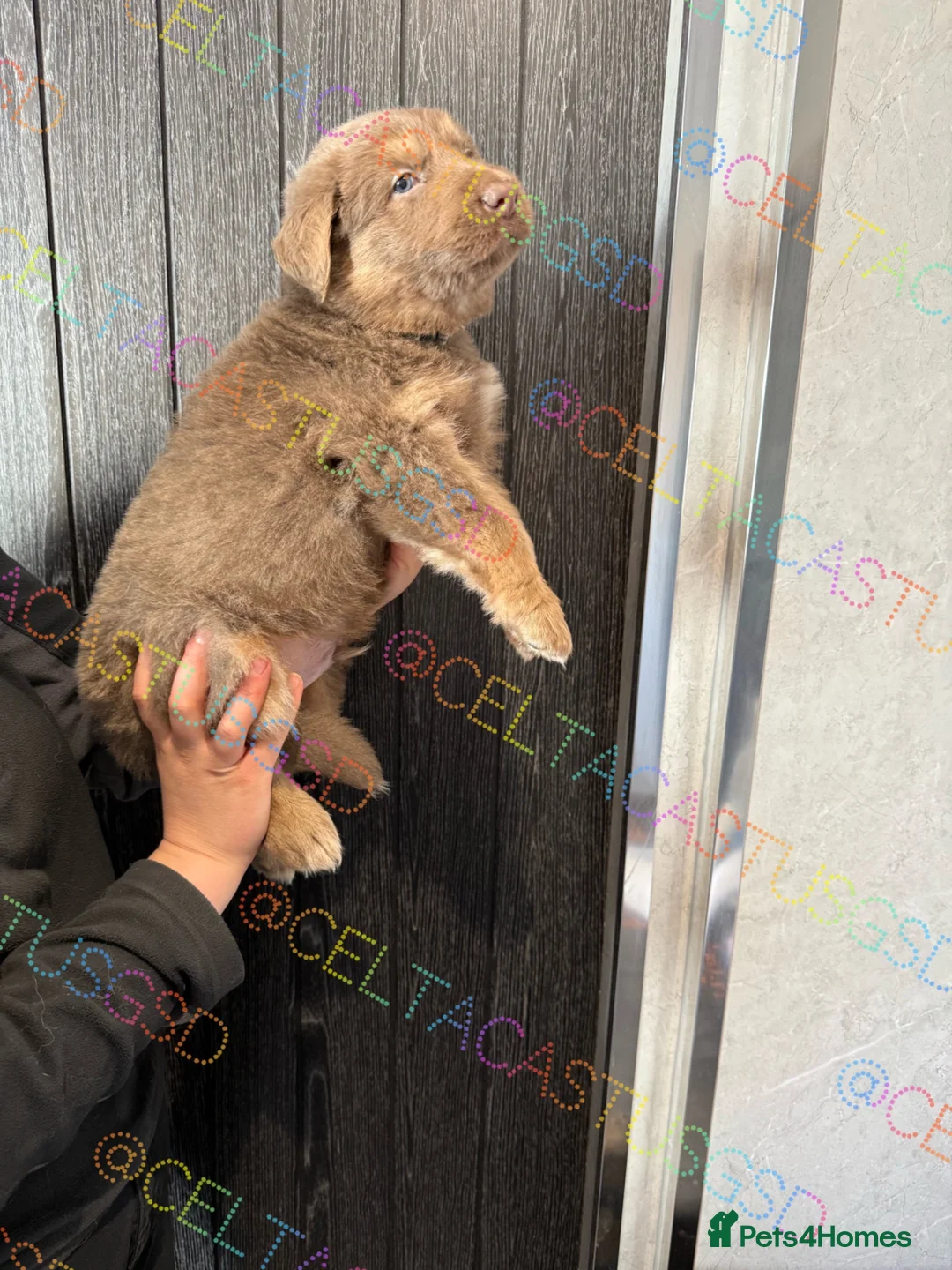 German Shepherd dogs for sale: Only one boy available Isabella German shepherd  - Advert 2