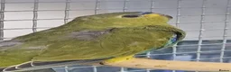 Parrots birds for sale: Birds/Parakeets/Parrots/Amazons  - Advert 18
