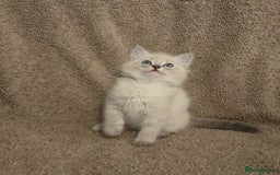 Mixed Breed cats for sale: Blue point and blue lynx ragdoll kittens - Image 7