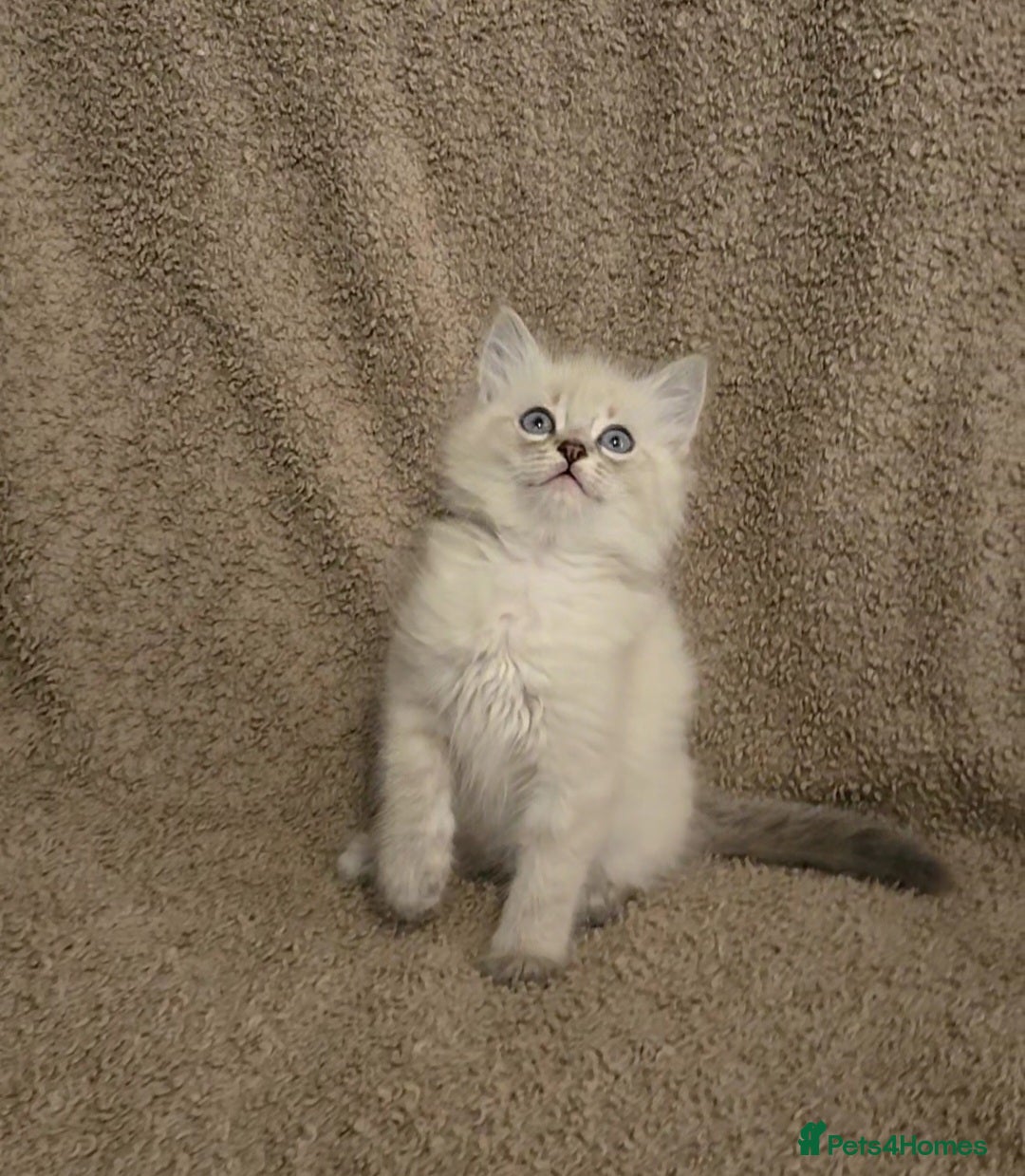 Mixed Breed cats for sale: Blue point and blue lynx ragdoll kittens - Image 7