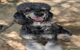 Bernedoodle dogs for sale: ⭐⭐⭐⭐Licensed•Ethical•HomeBreeder - Image 15