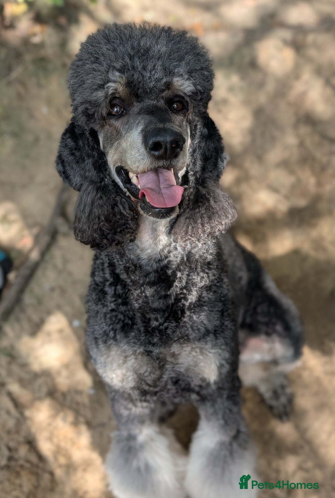 Bernedoodle dogs for sale: ⭐⭐⭐⭐Licensed•Ethical•HomeBreeder - Image 15