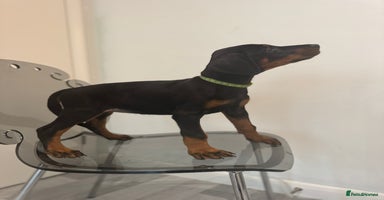 Dobermann dogs - Advert 13