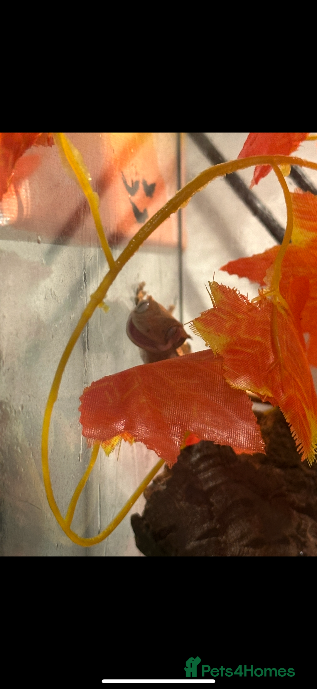 Gecko reptiles for sale: Crested gecko  - Advert 2