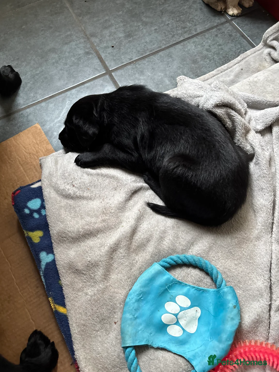 Labrador Retriever dogs for sale: 3 Labrador puppies - Advert 5