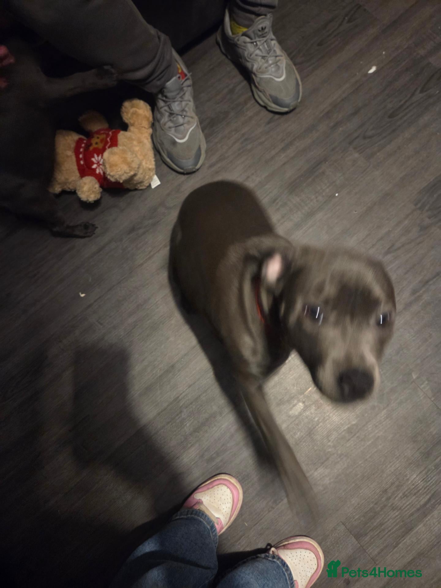 Staffordshire Bull Terrier dogs Blue staffy female pup - Advert 1