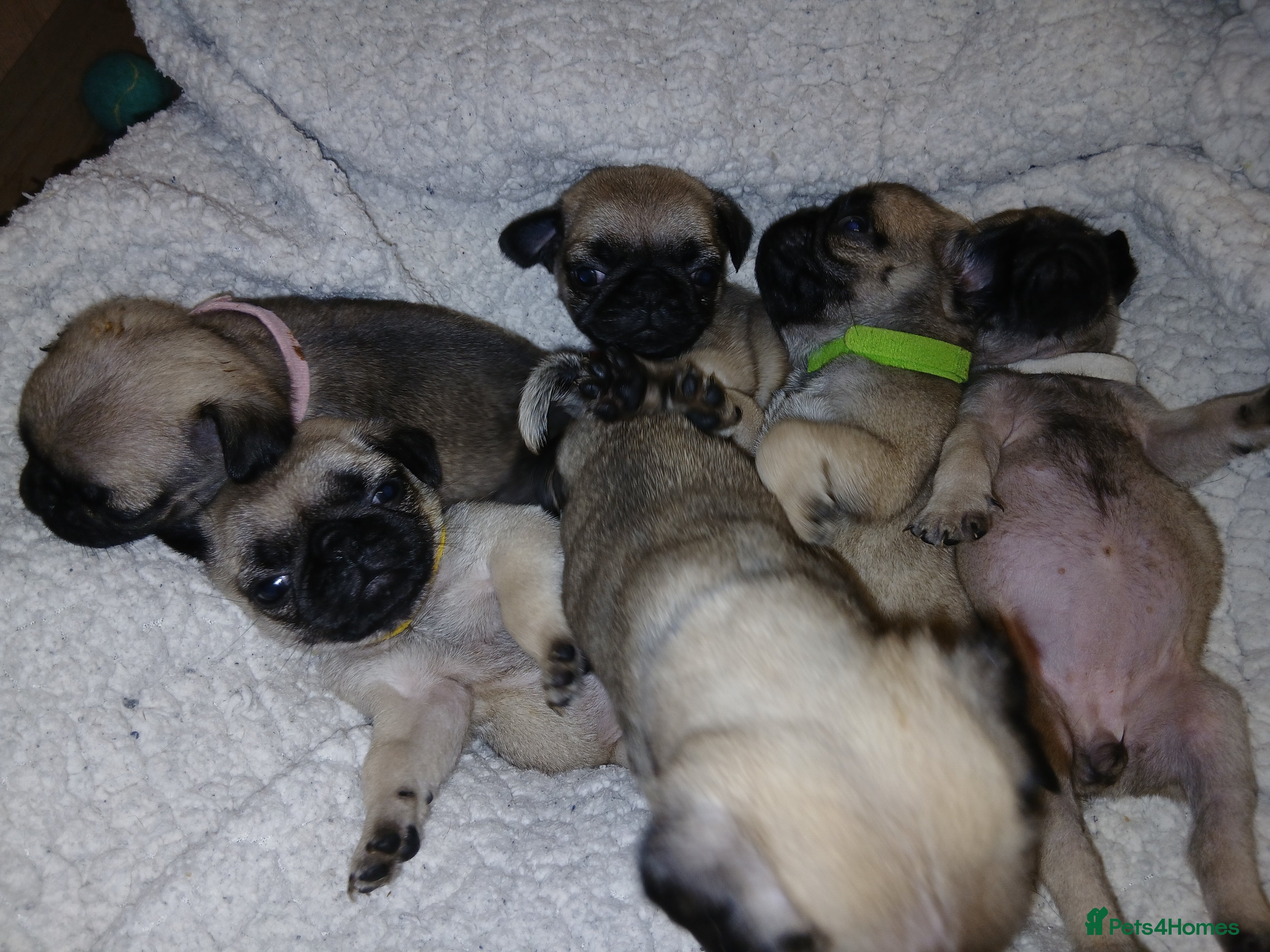 Pug dogs £900 sable pugs  - Advert 1