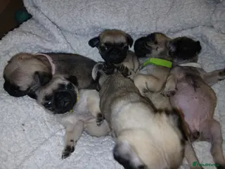 Pug dogs £900 sable pugs - Advert 1