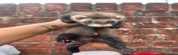 Ferret rodents for sale: Semi angora Hob last one for the season  - Advert 5