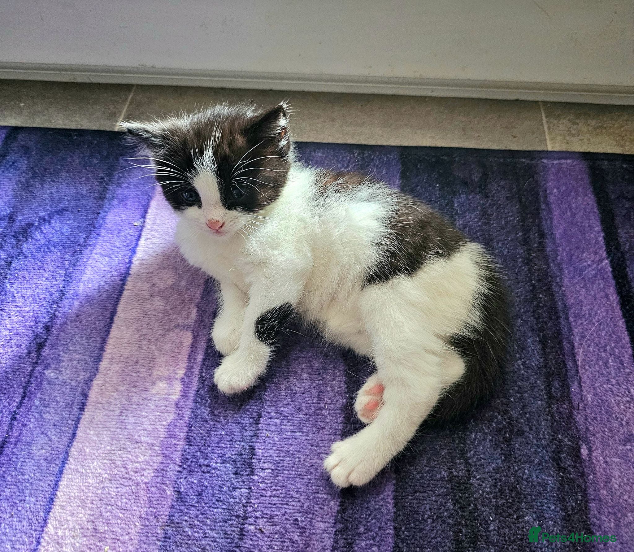 Mixed Breed cats Two male kittens for sale - Advert 1