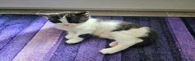 Mixed Breed, Kitten 1