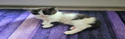 Mixed Breed cats for sale: Two male kittens for sale - Advert 1
