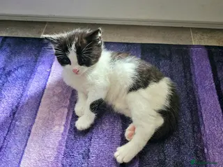 Mixed Breed cats Two male kittens for sale - Advert 1