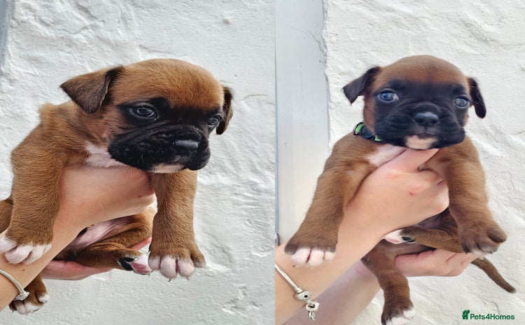 Boxer dogs - Advert 1